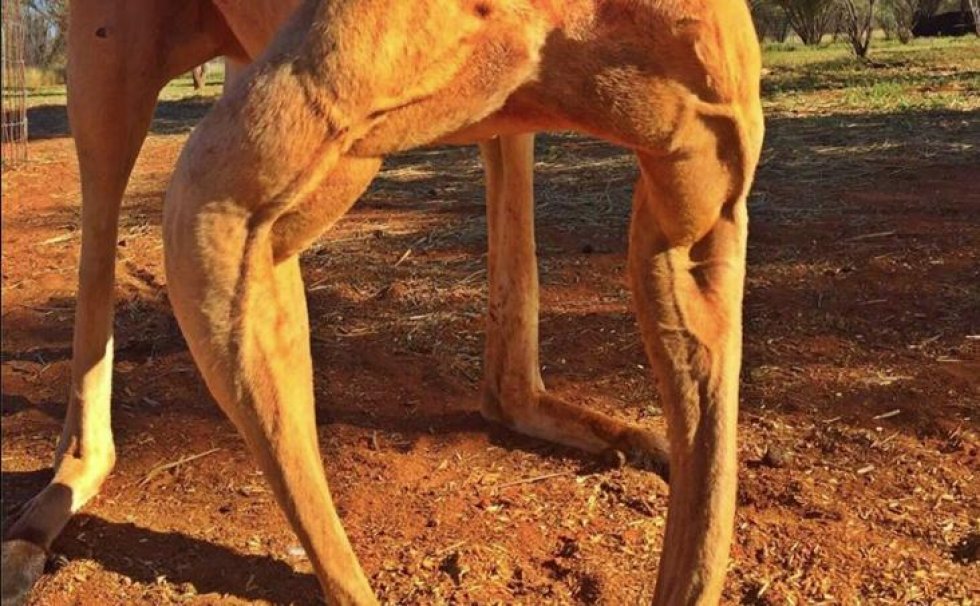 Bodybuilder-kænguruen Roger er tilbage - stærkere og større end nogensinde