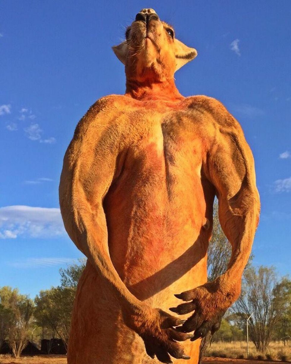 The Kangaroo Sanctuary Alice Springs / Facebook - Bodybuilder-kænguruen Roger er tilbage - stærkere og større end nogensinde