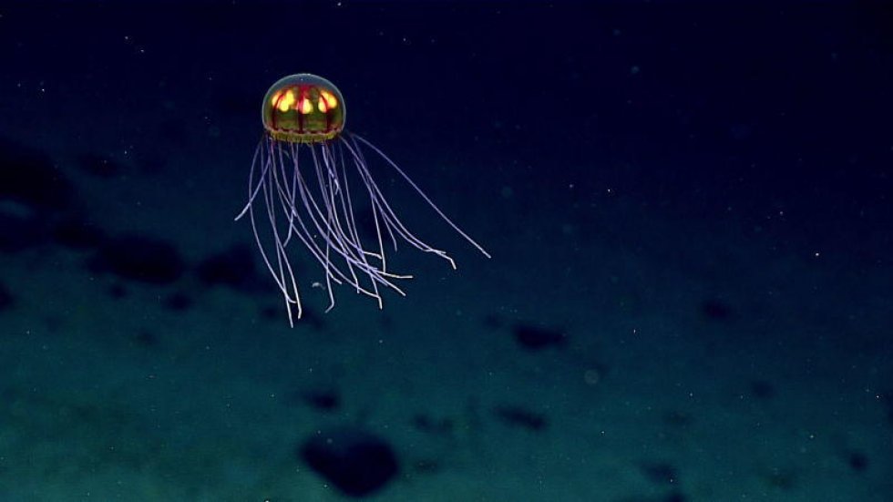 NOAA Office of Ocean Exploration and Research - Se hvilke skræmmende ting der gemmer sig 11 kilometer under havets overflade