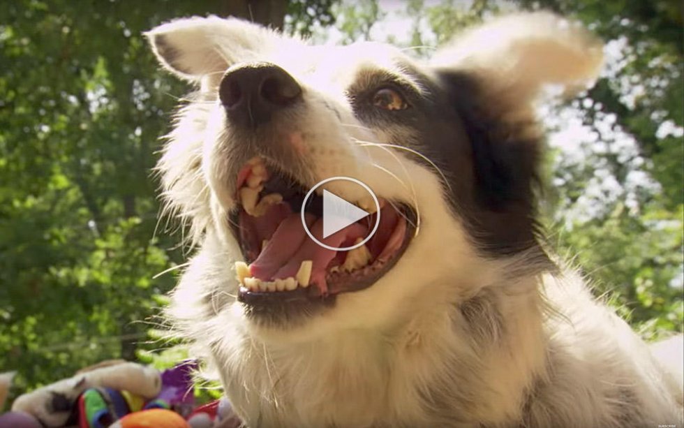 Verdens klogeste hund forstår 1.022 ord - se hvordan den kommunikerer med sin ejer