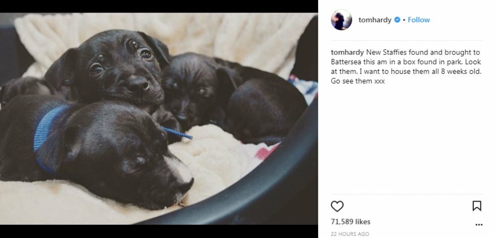 Tom Hardy Instagram - Tom Hardy hjælper efterladte hundehvalpe med at finde et nyt hjem 