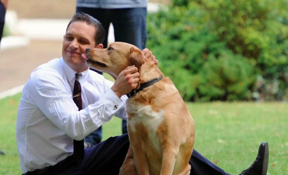 Tom Hardy hjælper efterladte hundehvalpe med at finde et nyt hjem 
