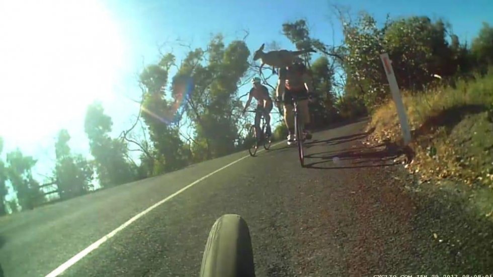 Kænguru saboterer cykelløb i Australien