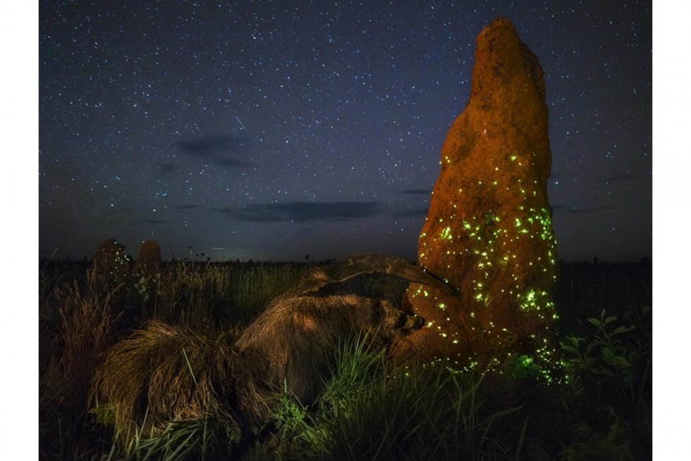 Prisvindende naturfotograf bandlyst fra fotokonkurrence for at indsætte et udstoppet dyr i billedet