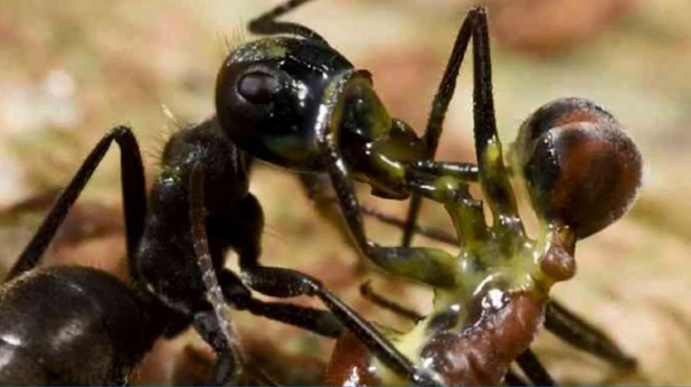 Forskere på Borneo har opdaget en ny art af myrer, som kan eksplodere