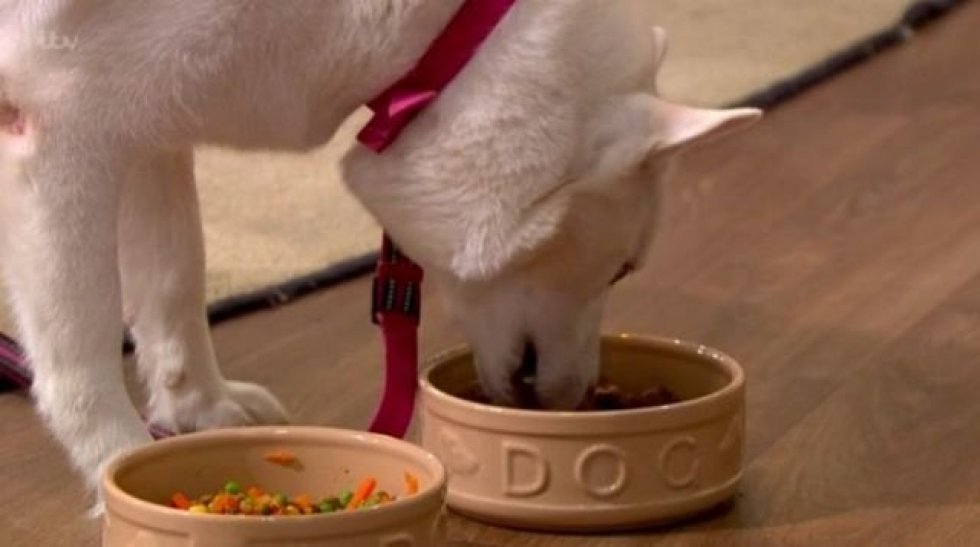 Kvinde der insisterer på, at hendes hund er vegetar, fejler fatalt i tv-indslag