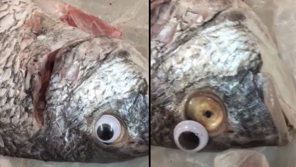 Butik opdaget i at bruge plastikøjne til at få deres fisk til at se mere friske ud