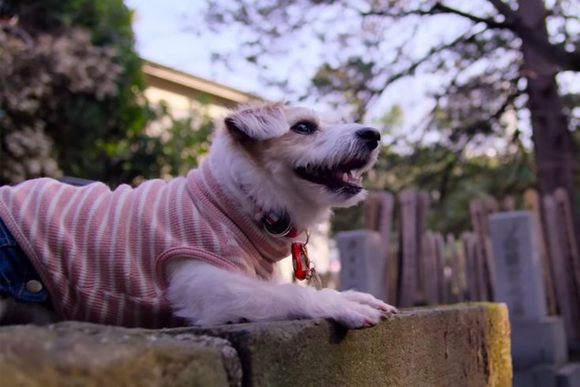 Nyt for hundeelskere Ny serie udelukkende om hunde rammer Netflix