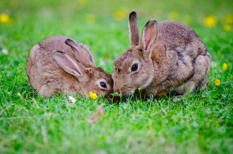 Kaniner er sexglade - og tre andre myter om dyr 