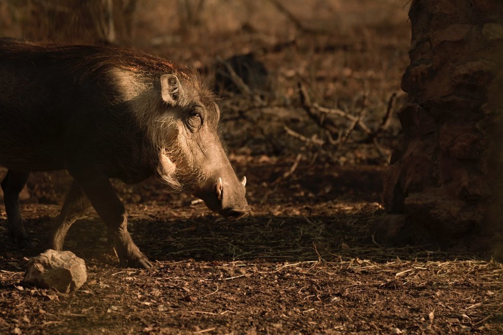 Pumbaa-livet: Vildsvin finder kokain til en værdi af 150k gemt i en skov og sniffer hele lortet