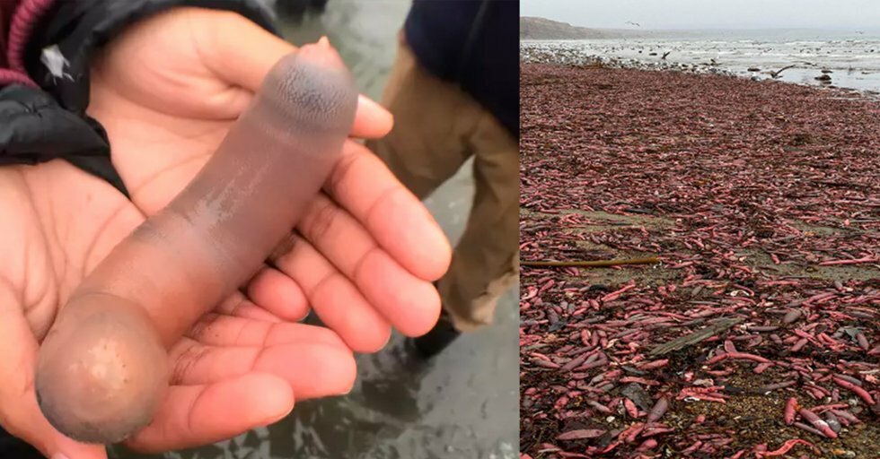 Titusindevis af 'penisfisk' skyller i land på en strand