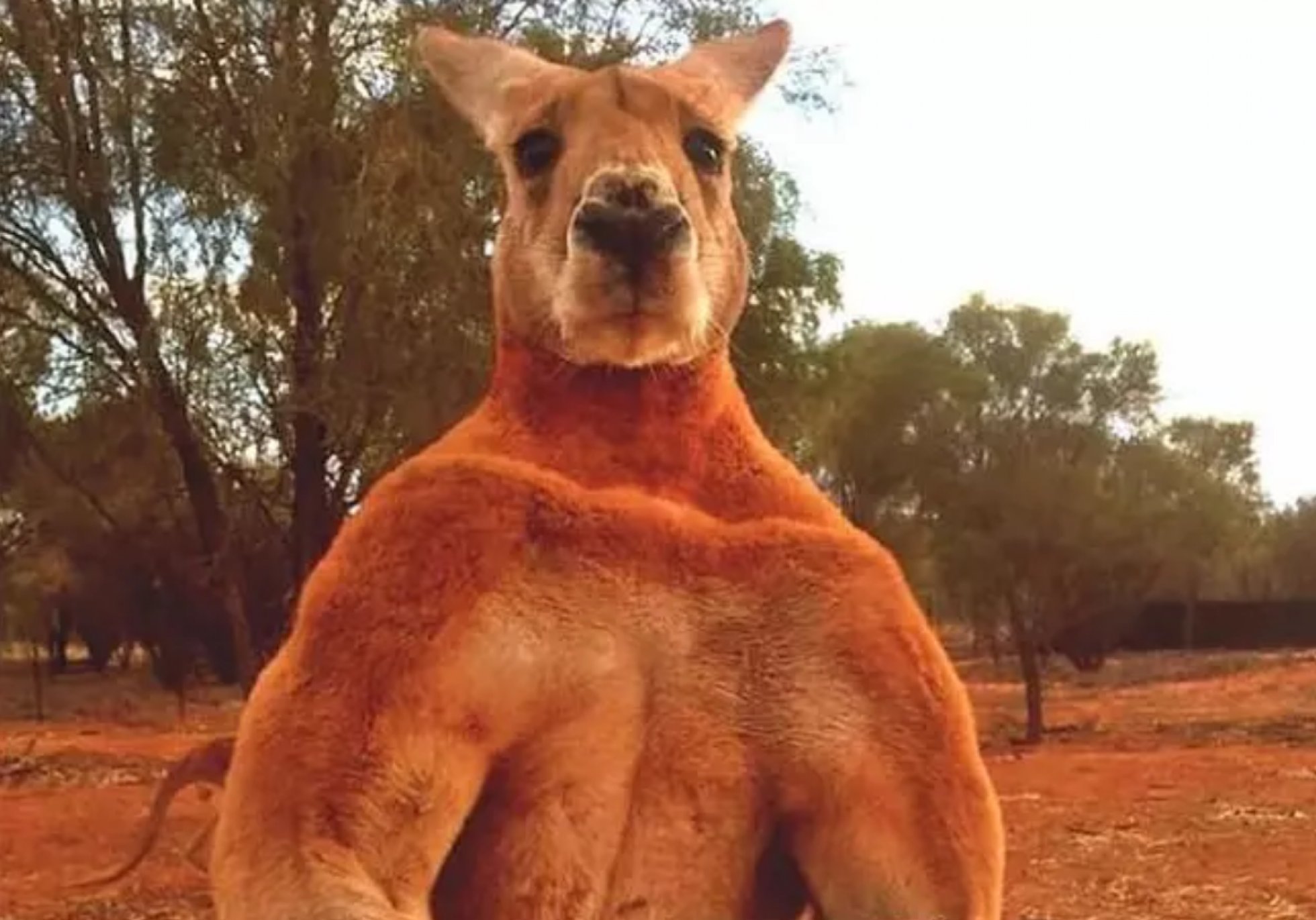 Человек сильнее животных. Накаченный кенгуру. Мускулистый кенгуру. Дружище.