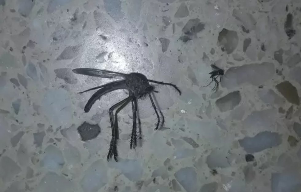  Gigantisk myg i Argentina ligner noget fra Jumanji