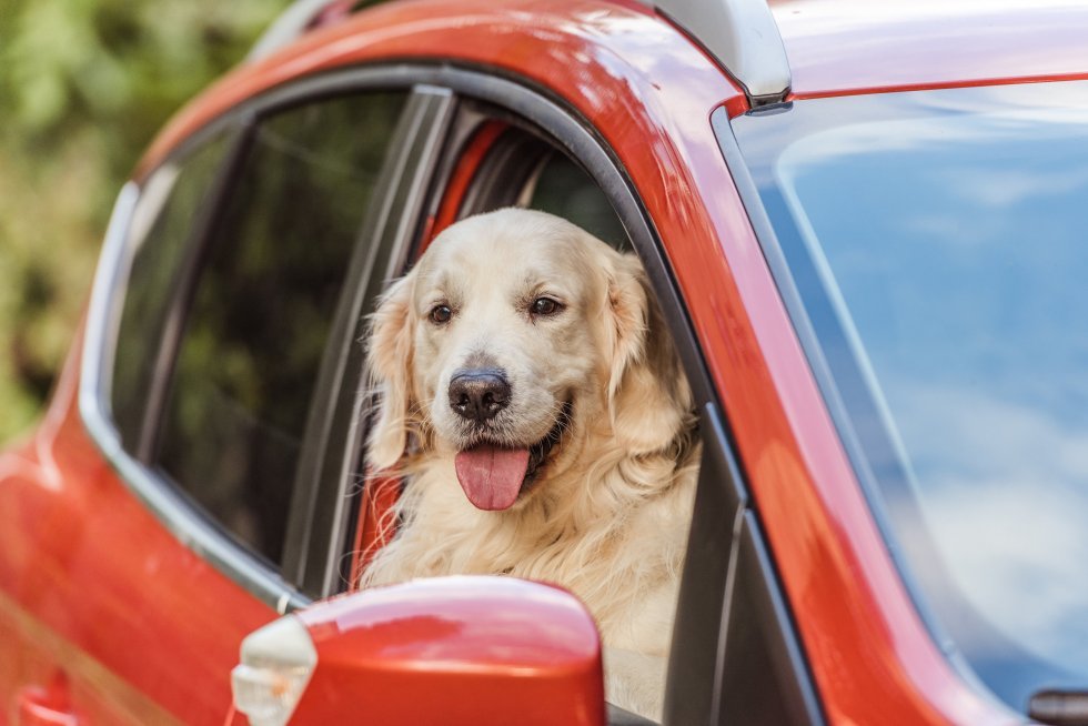 Mand anholdt efter vanvittig biljagt forklarer, at han forsøgte at lære sin hund at køre bil