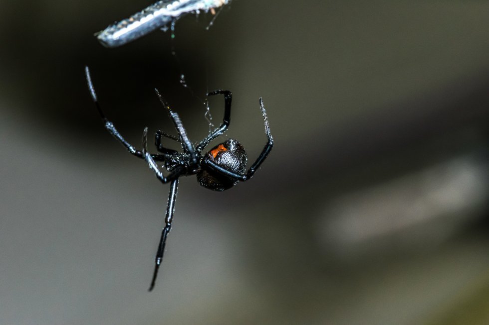 Tre brødre lod en sort enke-edderkop bide dem i håb om, at de blev superhelte