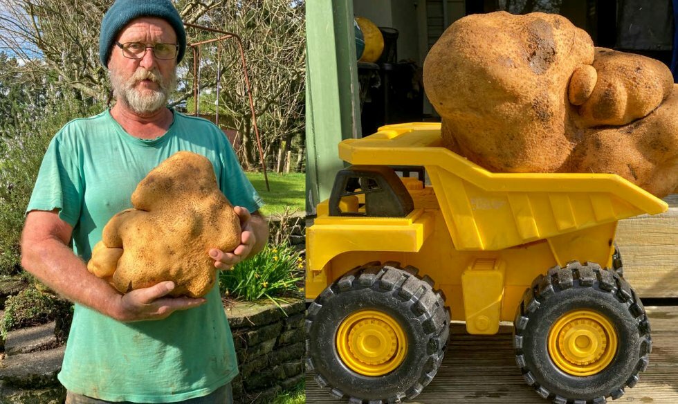 Så er der dømt fritter: Verdens største kartoffel "Doug" vejer 7,9 kilo