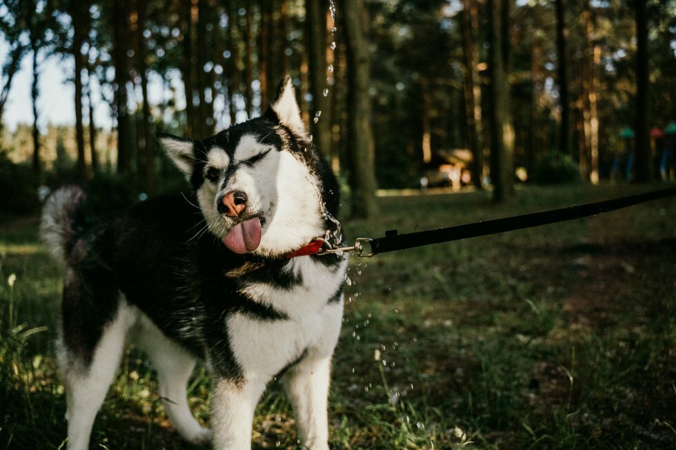 4 ud af 100 danskere nægter at samle deres hunds afføring op: Kender du typen?