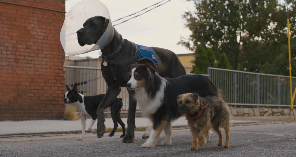 Spytte ud medarbejder Uovertruffen Will Ferrell er en menneskehadende, talende hund i første trailer til  Strays | Magasinet M!
