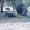 Who said pigs can't fly? Rhino vs Warthog - Farvel Pumba