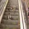 Ducks on an escalator - Verdens dummeste dyr