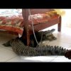 Man Spends Night with Croc Under Bed - Moaaar, der er et monster under min seng.