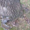 Drunk Squirrel - Verdens mest kendte internet-dyr