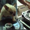 DJ MAMA scratch DUET w Truly OdD Greyboy french bulldog hip hop - DJ Dog!