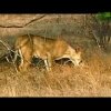 Lion Adopts Antelope - Dyr er seje
