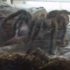 Giant Spider eats mouse - Klamme Kryb - og deres middag