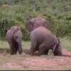 Elephant Party in ADDO-Park South Africa HPBcam - Fulde dyr, der vælter rundt