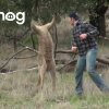 Man Punches a Kangaroo in the Face to Rescue His Dog (Original HD) || ViralHog - Her er årets boksebrag: Mand vs. arrig kænguru