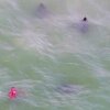 Eagle Rays Swim Past Man Off Florida Coast - Florida-gut døbt Hellboy efter video af den vildeste solskoldning, du nogensinde har set