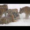 Chubby Siberian Tigers Hunt Electronic Bird of Prey - Her fanger en flok sibiriske tigere en drone i luften og æder den