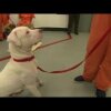 Inmates and dogs train and bond in jail - Fængselsfanger har fået lov til at have hunde i deres celler: Resultaterne er forbløffende