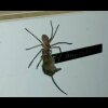 Giant Spider Carries a Mouse! NIGHTMARE 2016 - Klam video går viralt: Her forsøger gigantisk jagt-edderkop at æde en mus