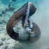 Eel vs. Octopus, Then Eel vs. Cameraman | National Geographic - Nervepirrende kamp under vandet: Ål versus blæksprutte bliver til ål versus menneske