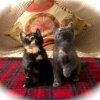 Kitten Jam - Turn Down For What Video (cute, funny cats/kittens dancing) (ORIGINAL) - Nettets vildeste killinger