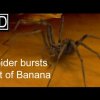 Spider bursts out of a Banana - Efter at have set denne video spiser du aldrig en banan igen