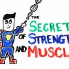 The Scientific Secret of Strength and Muscle Growth - Derfor bliver du ikke større i træningscentret