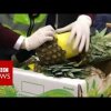 Cocaine found in fresh pineapples - BBC News - Spansk politi beslaglægger 720 kg kokain skjult i udhulede ananas
