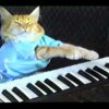 Play him off, keyboard cat. - Verdens mest kendte internet-dyr