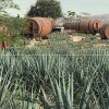 Tequila, Jalisco, Mexico - vlog - Nu kan du gå på tequila-druk og bo i en whiskytønde midt i Mexicos ødemark