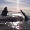 Kayak levantado por ballena en Puerto Madryn, Patagonia Argentina! - Kajakroere får en "ridetur" af en kæmpe hval