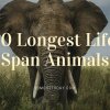 10 Longest Life Span Animals - De 10 dyr med længst levetid 