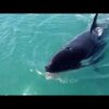 Killer Whale Steals Fish - Fu*k! Den havde vi ikke set komme...