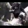 Monkey smell finger after poking it in ass - Verdens mest kendte internet-dyr