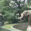 Elefant tyrer bæ i hovedet på gæst