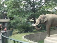 Elefant tyrer bæ i hovedet på gæst