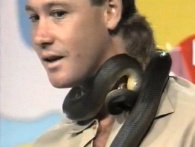 En ung Steve Irwin bliver bidt af slange på tv