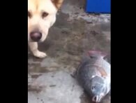 Hund med hjerte af guld prøver at redde fisk